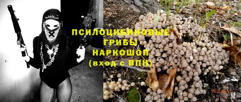 что такое   Благовещенск  Галлюциногенные грибы Psilocybine cubensis 