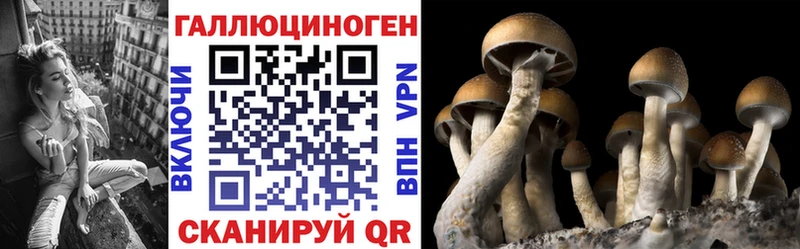 закладка  Благовещенск  Псилоцибиновые грибы Psilocybe 