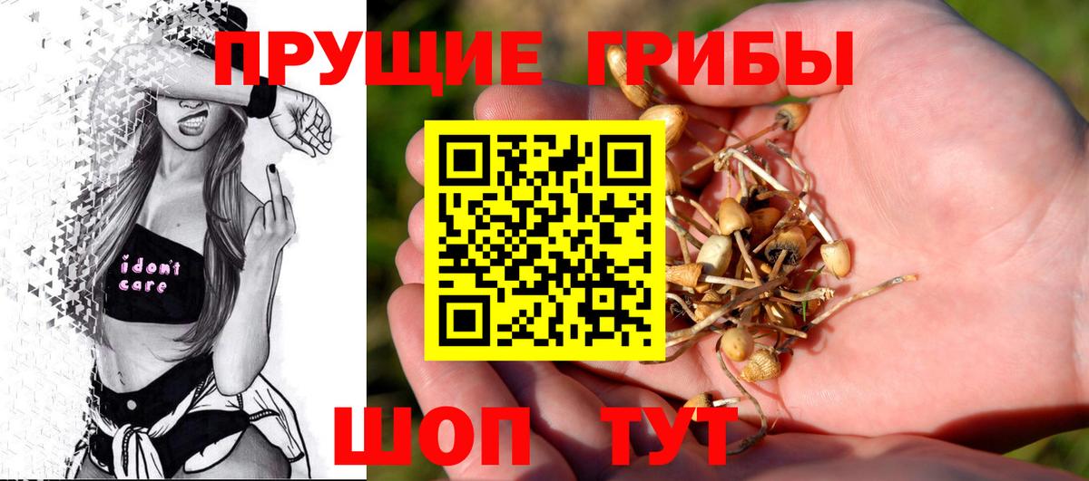 Псилоцибиновые грибы Psilocybe Благовещенск